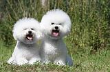 BICHON FRISE 415